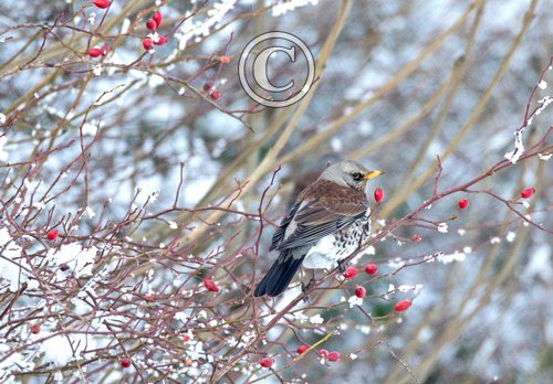 Fieldfare in Winter DM1789